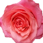 Hard Rock Rose d'Equateur Ethiflora